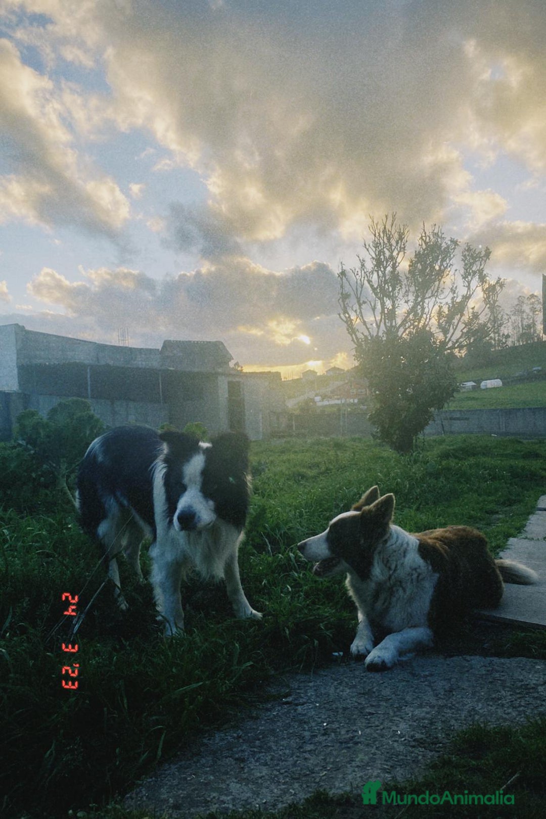 Border Collie perros en venta: Border collie nueva camada - Imagen 13