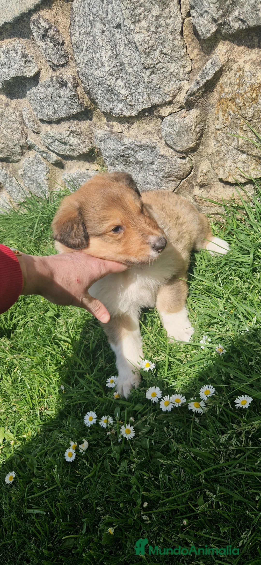 Border Collie perros en venta: Rough collie  - Anuncio 2