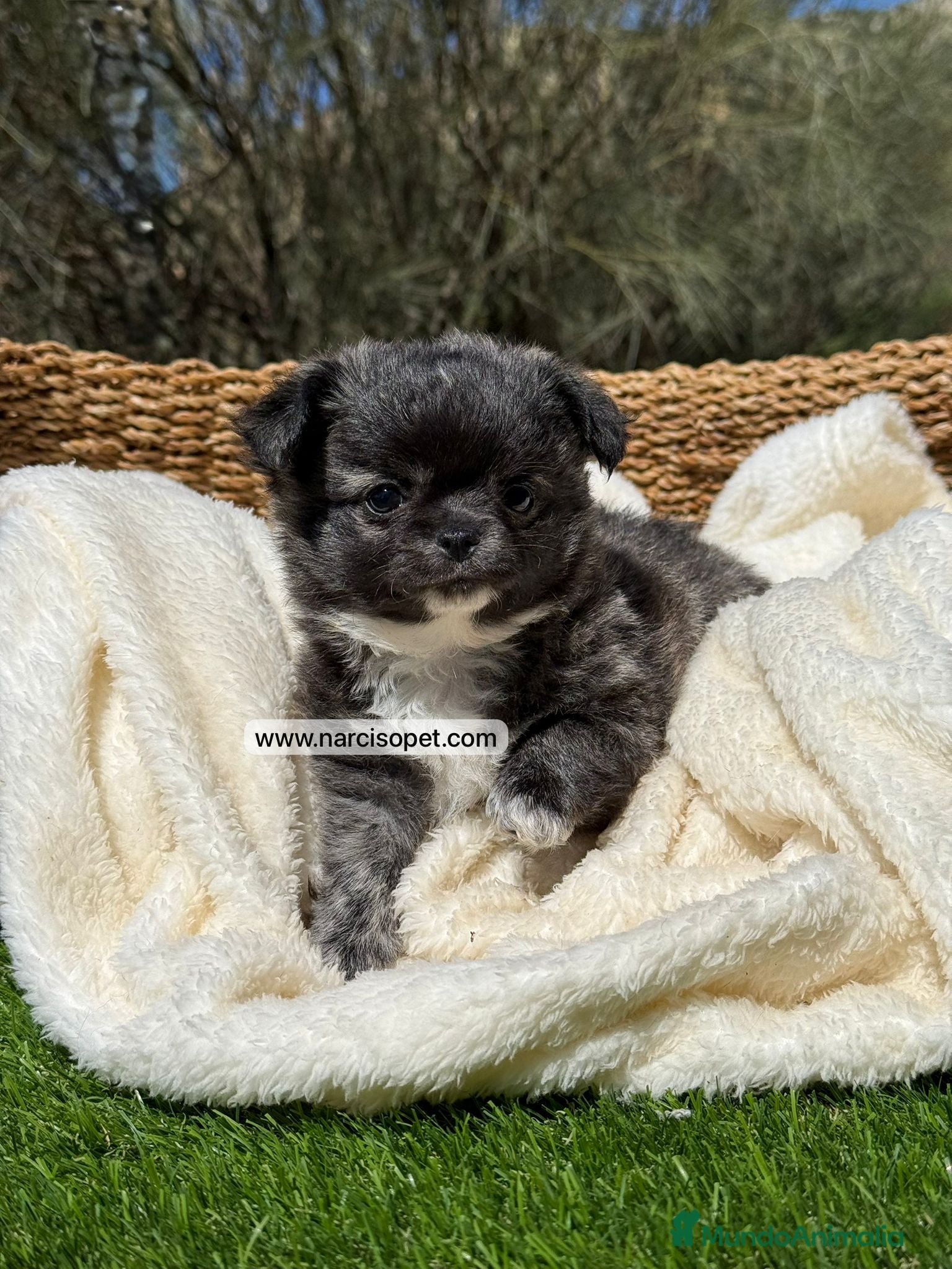 Chihuahua perros CHIHUAHUA PELO LARGO MACHO - Anuncio 6