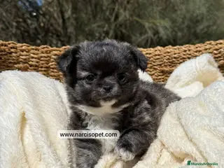 Chihuahua perros CHIHUAHUA PELO LARGO MACHO - Anuncio 7