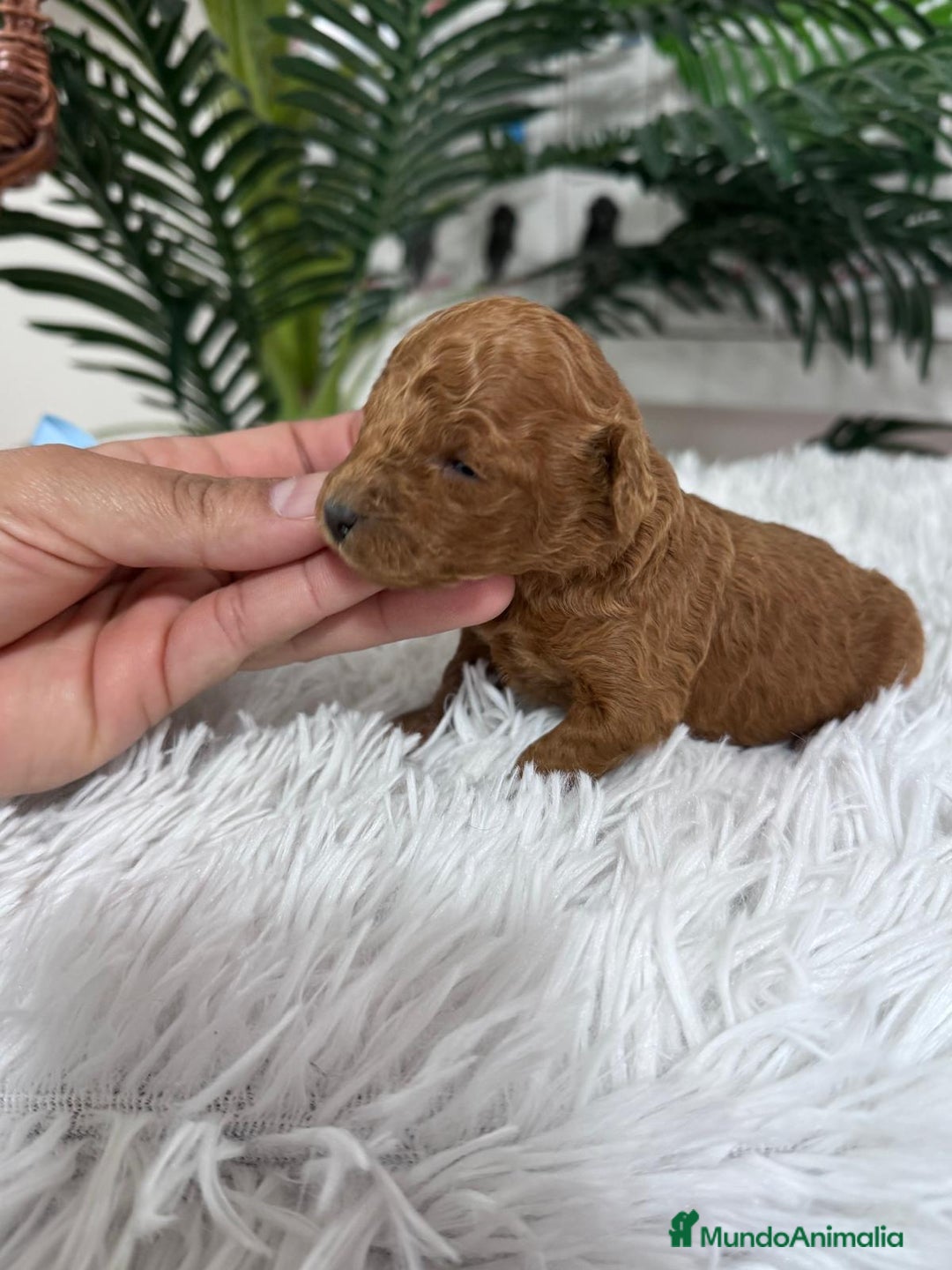 Caniche Toy perros en venta: CANICHE ROJO - Anuncio 2