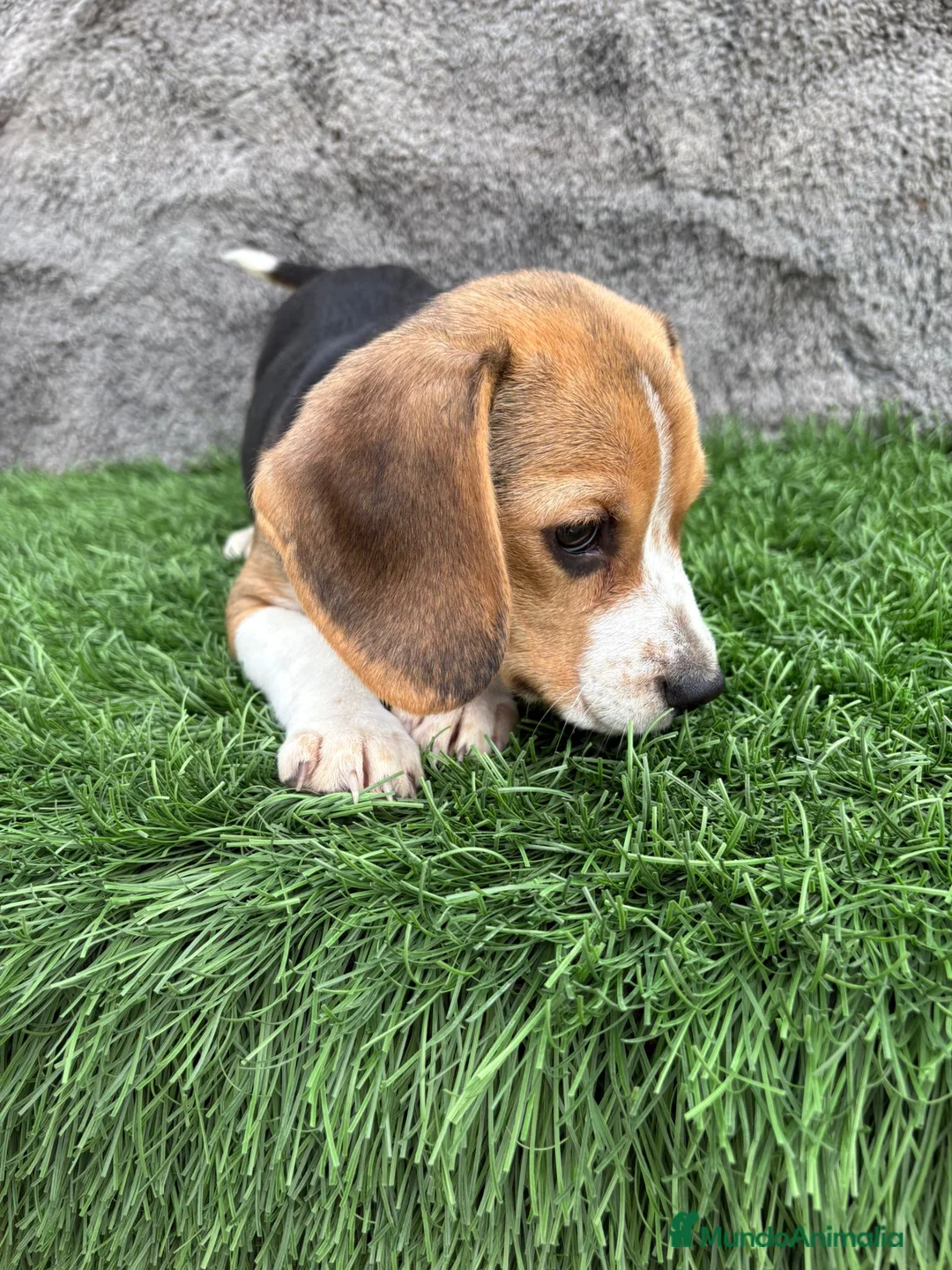 Beagle perros en venta: Precioso macho de Beagle  - Anuncio 14