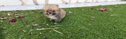 Pomerania perros en venta: Pomerania Toy Top  - Anuncio 30