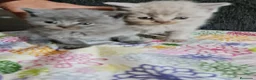 Británico de Pelo Corto Azul gatos en venta: Brithis - Anuncio 13