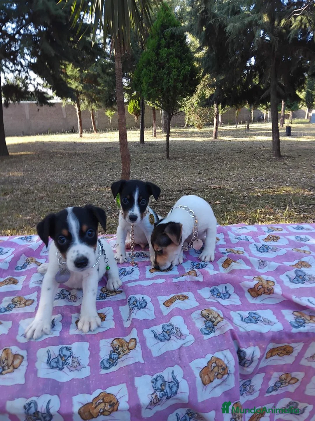 Jack Russell Terrier perros en venta: jack russell listos para entregar puppies !! - Anuncio 4