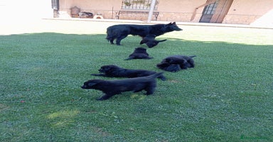 Pastor Belga Groenendael perros - Anuncio 8