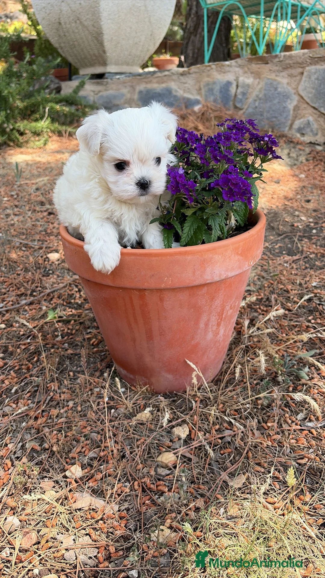Bichón Maltés perros en venta: Bichon Maltés excelente cachorrito toy. - Anuncio 1