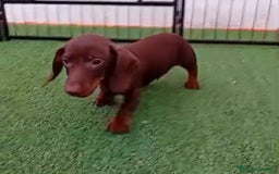 Teckel Miniatura perros en venta: TECKEL MINIATURA - Anuncio 1