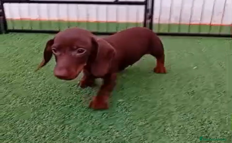 Teckel Miniatura perros TECKEL MINIATURA - Anuncio 1