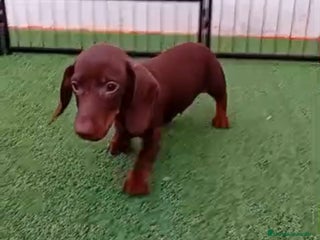 Teckel Miniatura perros TECKEL MINIATURA - Anuncio 1