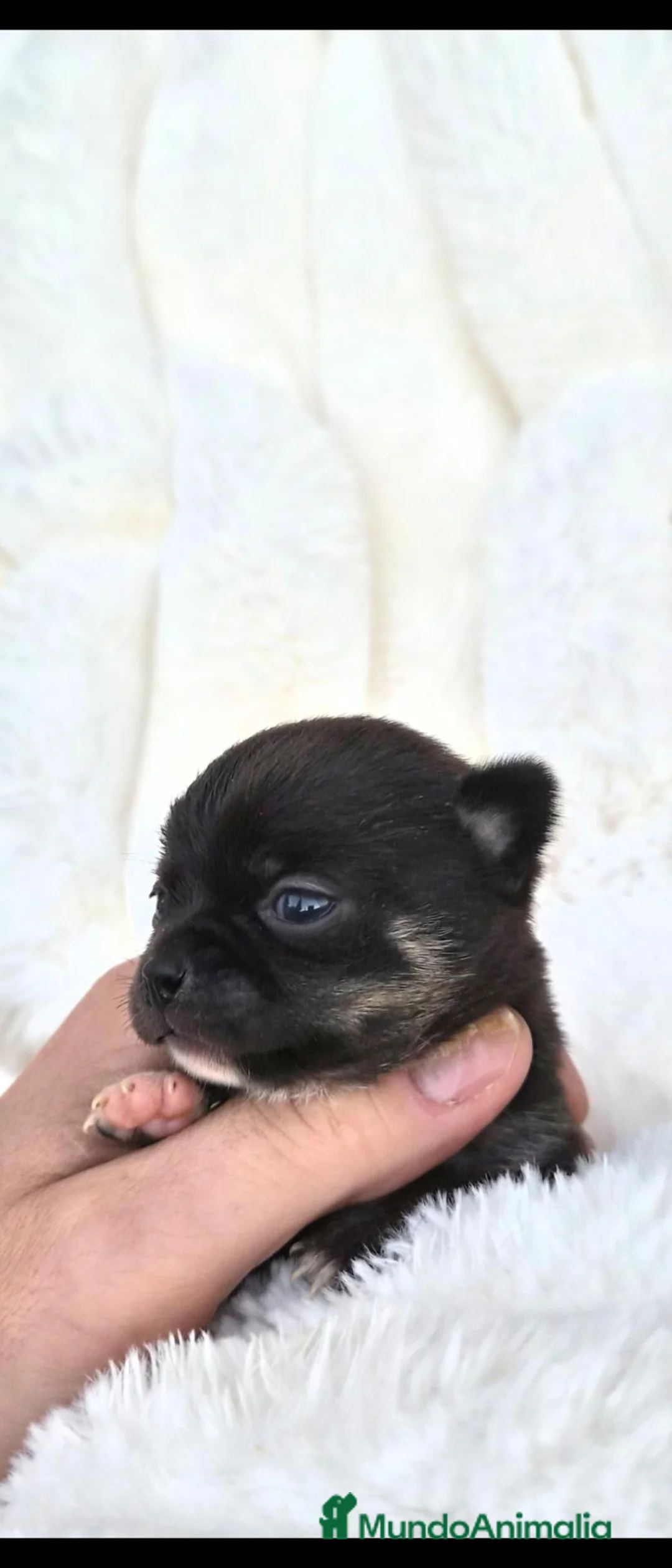 Chihuahua perros en venta: Bonitos chihuahuas - Anuncio 7