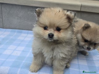 Pomerania perros Cachorros de pomerania toy - Anuncio 1