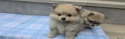 Pomerania perros en venta: Cachorros de pomerania toy  - Anuncio 1
