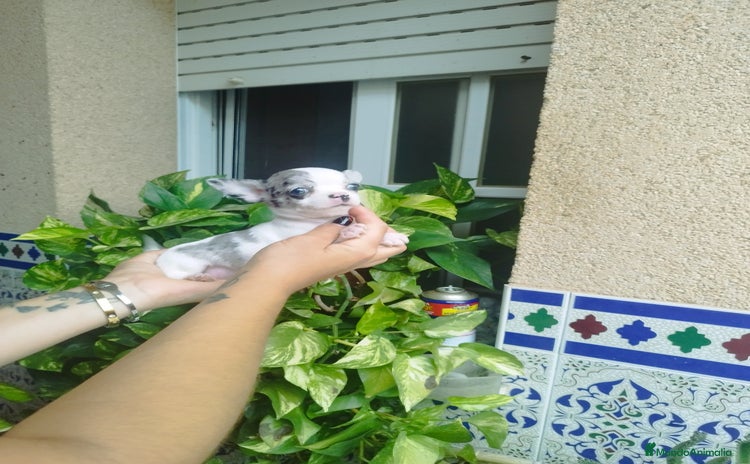 Chihuahua perros - Anuncio 1