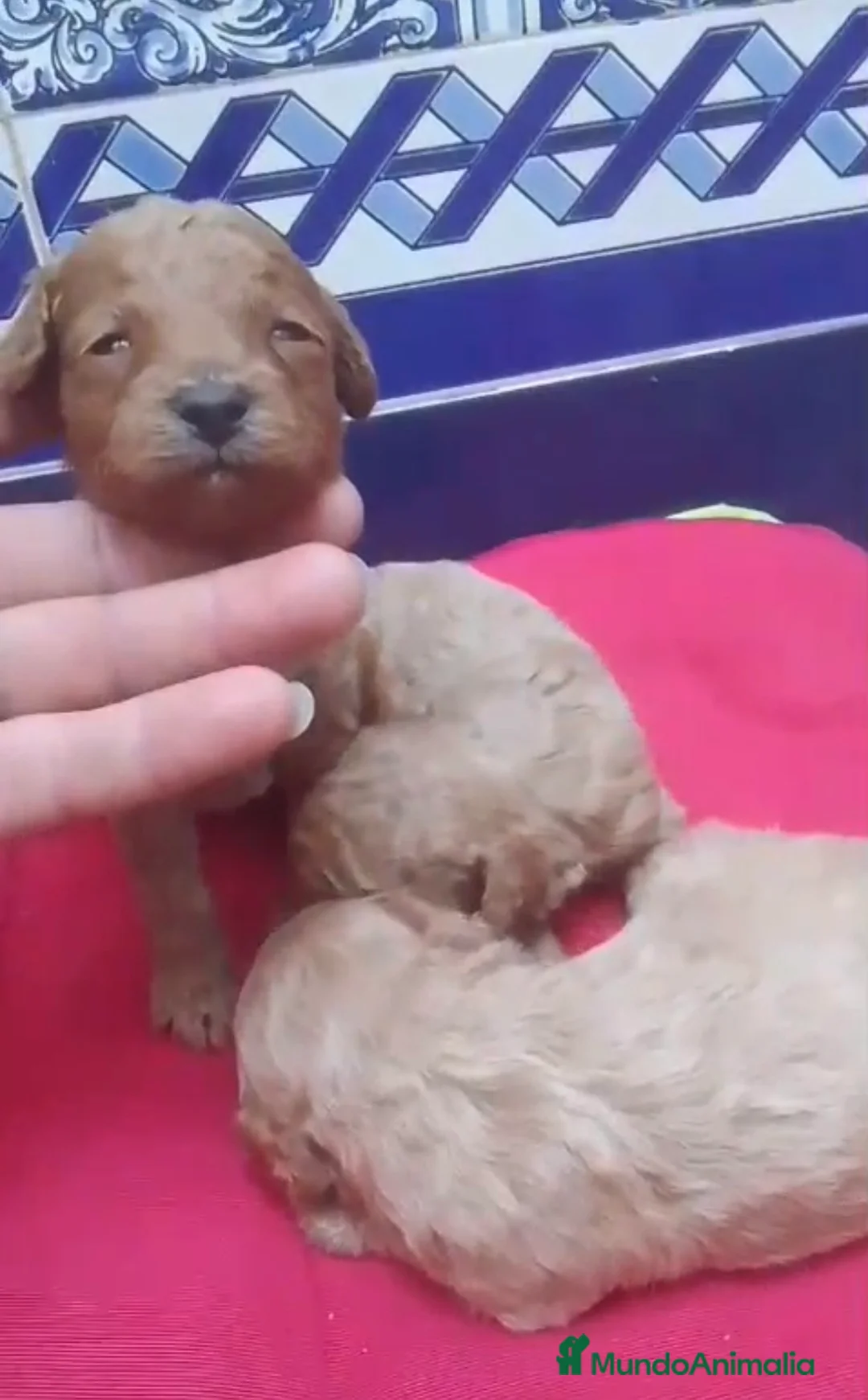 Caniche Toy perros en venta: Caniches toy  - Anuncio 2