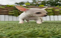 Chihuahua perros en venta: CHIHUAHUA HEMBRA BLANCA - Imagen 2