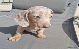 Teckel perros en venta: Teckel Mini Arlequin Isabello - Imagen 1