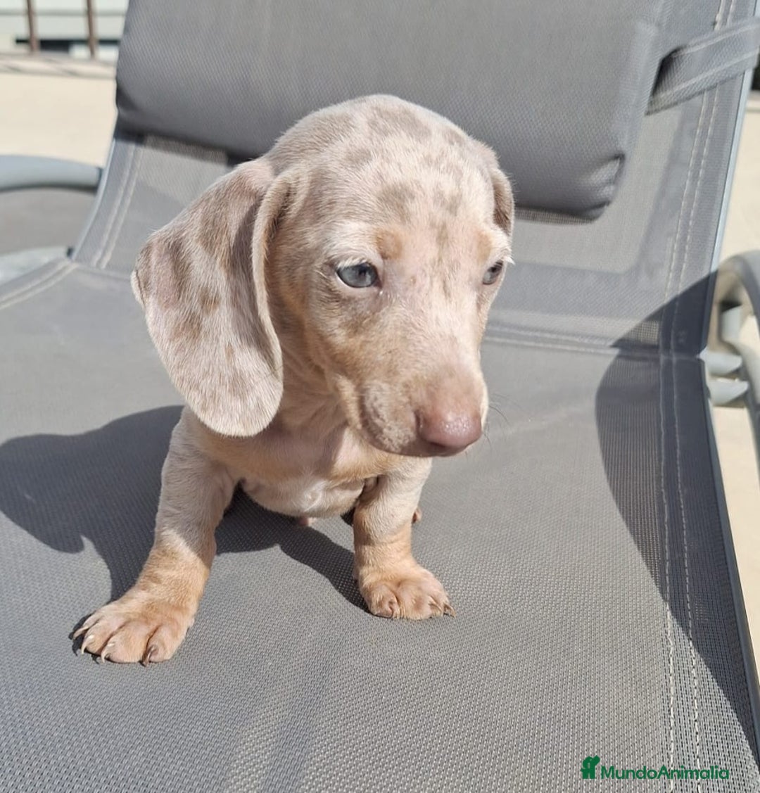 Teckel perros en venta: Teckel Mini Arlequin Isabello - Imagen 1