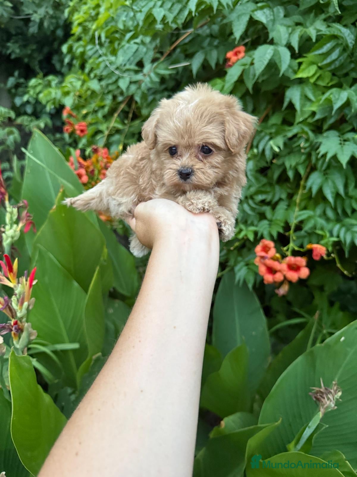 Maltipoo perros Maltipoo toy hembra !! - Anuncio 2
