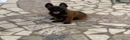 Pastor Belga Malinois perros en venta: Pastor belga malinois - Anuncio 1