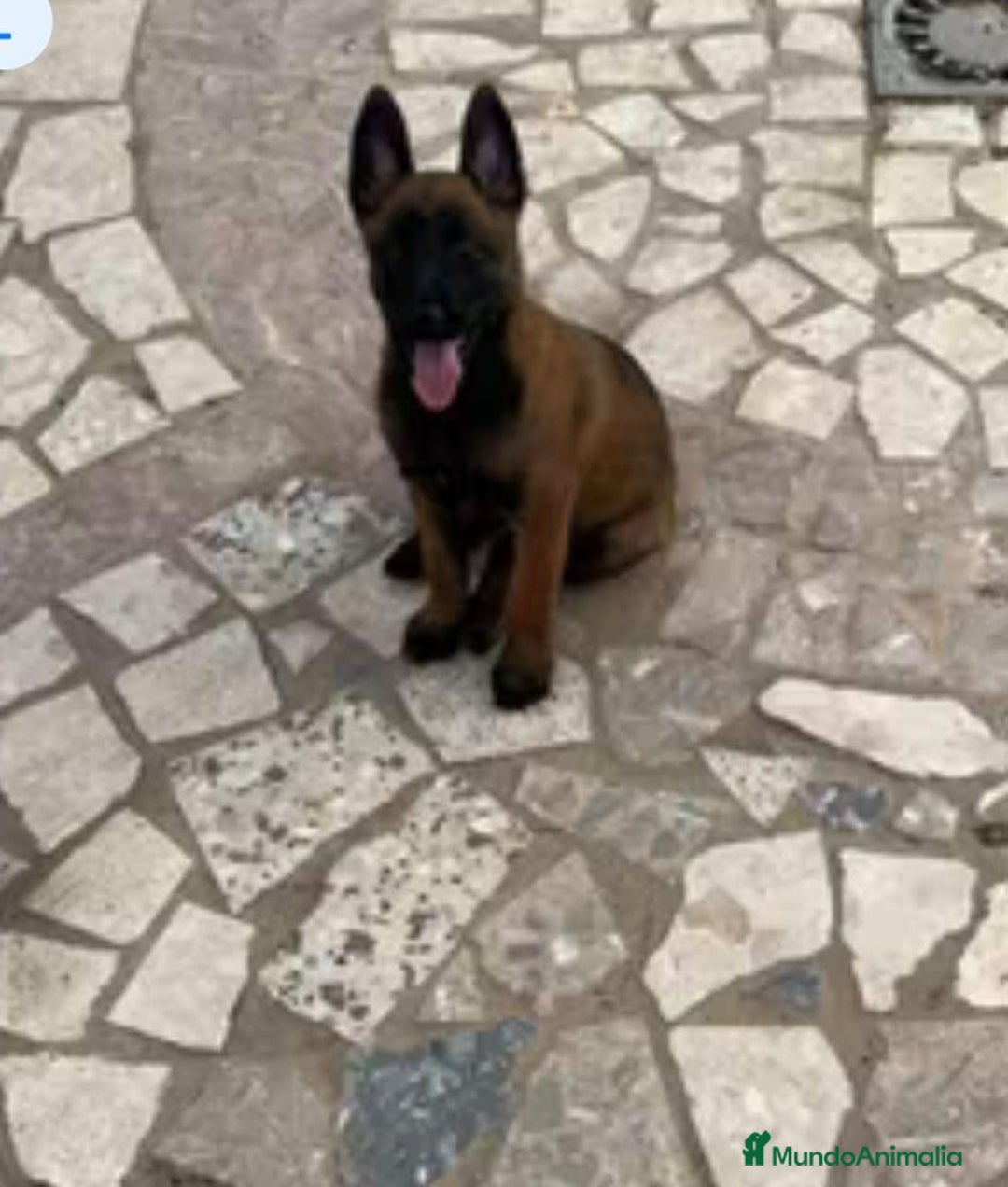 Pastor Belga Malinois perros en venta: Pastor belga malinois - Anuncio 1