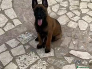 Pastor Belga Malinois perros Pastor belga malinois - Anuncio 2