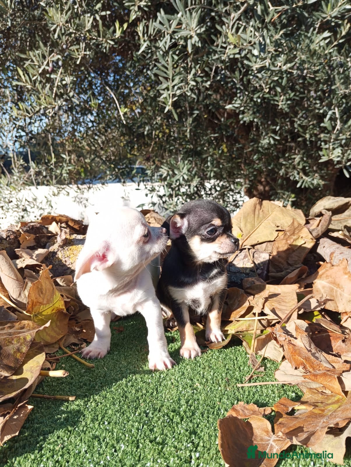 Chihuahua perros CHIHUAHUAS toy cabeza de manzana - Anuncio 21