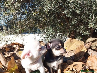 Chihuahua perros CHIHUAHUAS toy cabeza de manzana - Anuncio 1