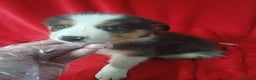 Border Collie perros en venta: Border Collie  - Anuncio 1