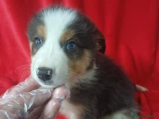 Border Collie perros Border Collie - Anuncio 1