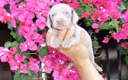 Teckel Miniatura perros en venta: Teckel de todos lo colore(candiamanteunico2)tiktok - Imagen 3