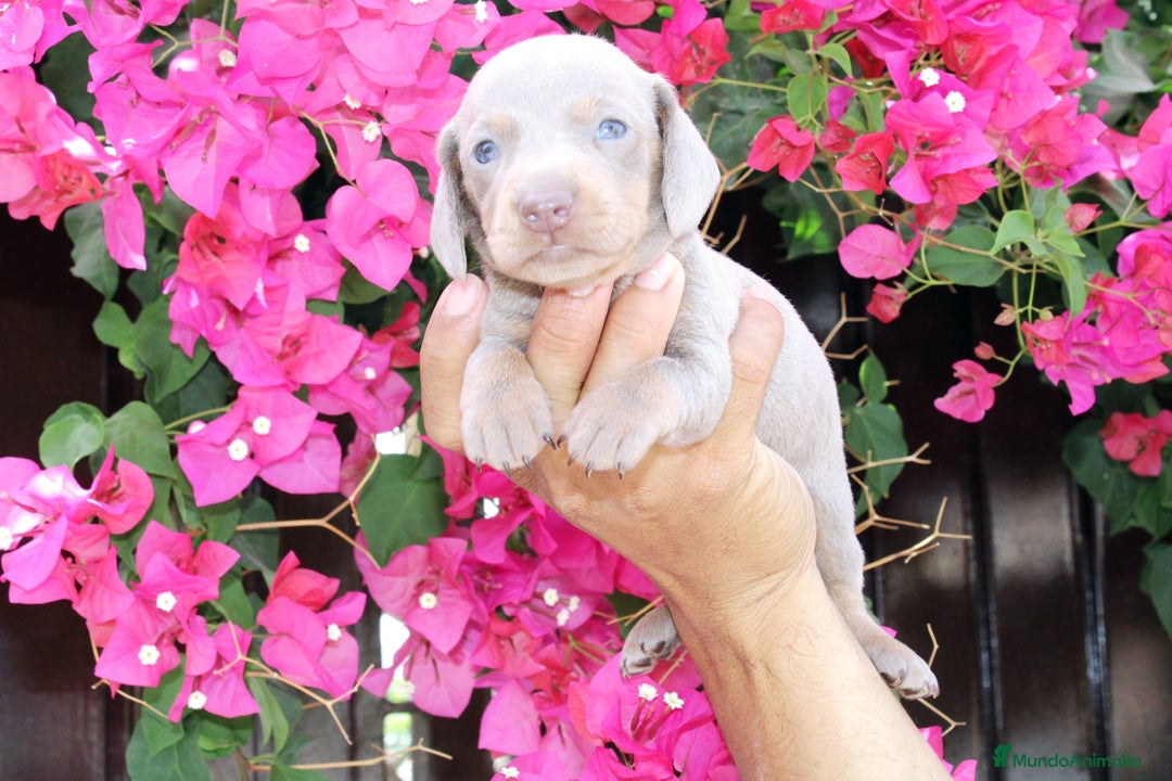 Teckel Miniatura perros en venta: Teckel de todos lo colore(candiamanteunico2)tiktok - Imagen 3