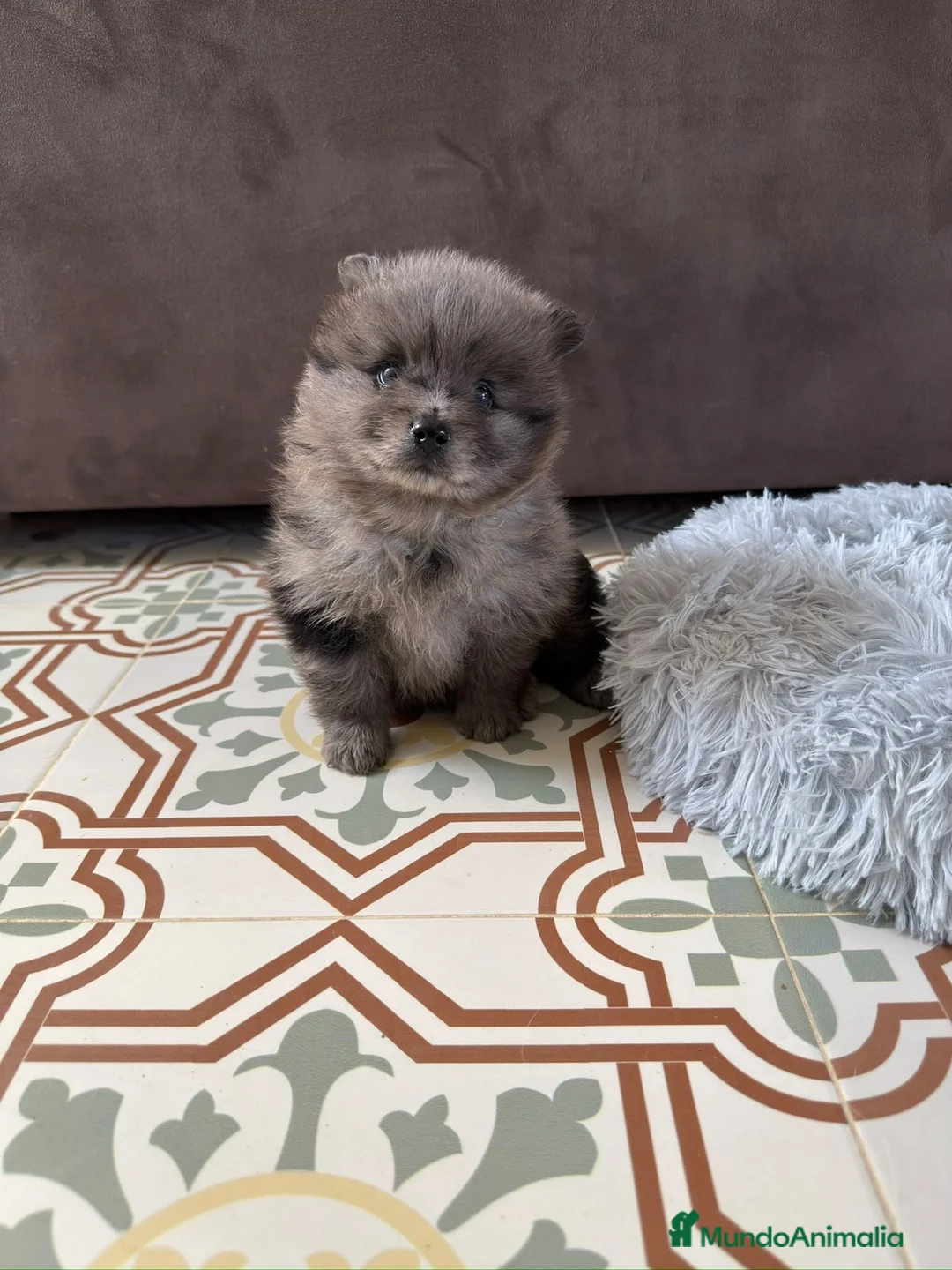 Pomerania perros en venta: pomerania  - Anuncio 1