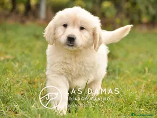 Golden Retriever perros GOLDEN RETRIEVER DISPONIBLES - Anuncio 2