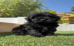 Perro de Agua Español perros en venta: PERRO DE AGUA ESPAÑOL MACHO - Imagen 6