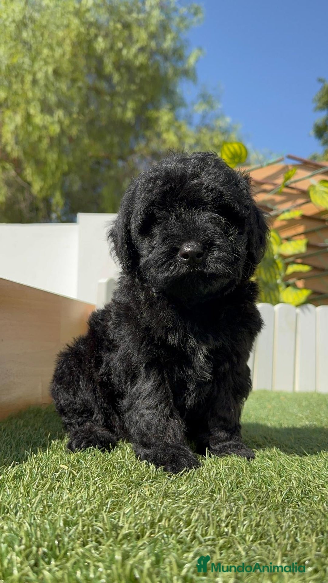 Perro de Agua Español perros en venta: PERRO DE AGUA ESPAÑOL MACHO - Imagen 6