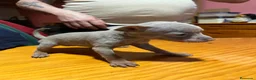 Ratón de Praga perros en venta: Cachorro de ratón de Praga  - Anuncio 13