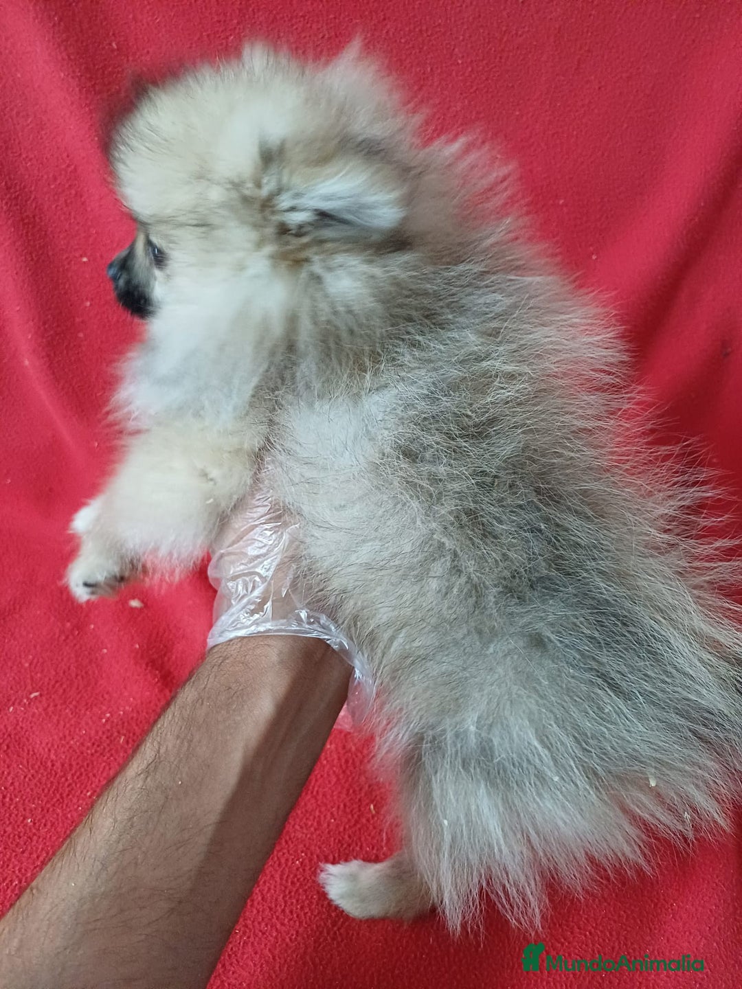 Pomerania perros en venta: Pomerania Mini  - Anuncio 3
