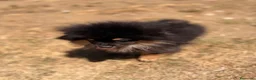 Pomerania perros en venta: ÚLTIMA HEMBRA POMERANIA BLACK AND TAN - Anuncio 7