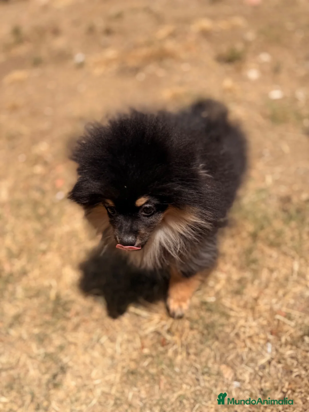 Pomerania perros en venta: ÚLTIMA HEMBRA POMERANIA BLACK AND TAN - Anuncio 7