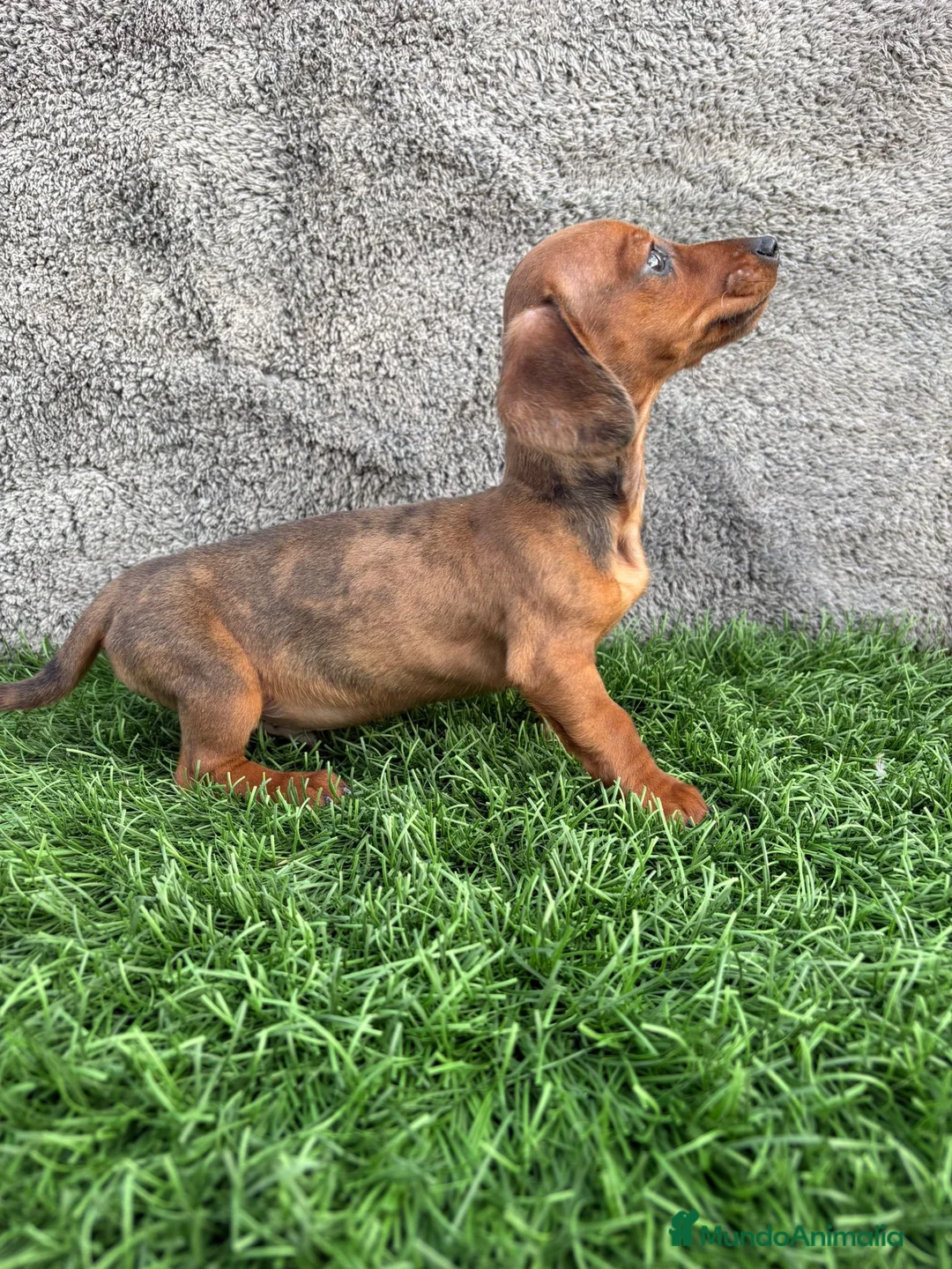 Teckel Miniatura perros en venta: Macho de Teckel Kaninchen Merle chocolate diluido - Anuncio 12