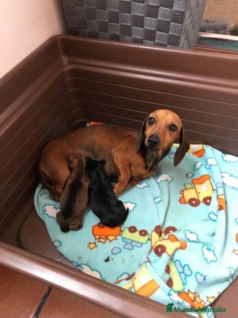 Teckel perros Cachorritos Teckel canichen - Anuncio 1