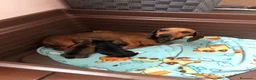 Teckel perros en venta: Cachorritos Teckel canichen - Anuncio 1