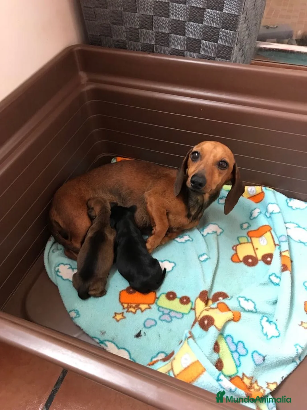 Teckel perros en venta: Cachorritos Teckel canichen - Anuncio 1