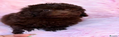 Maltipoo 4