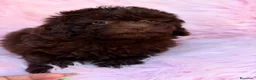 Maltipoo perros en venta: MALTIPOO CHOCOLATE  - Anuncio 4