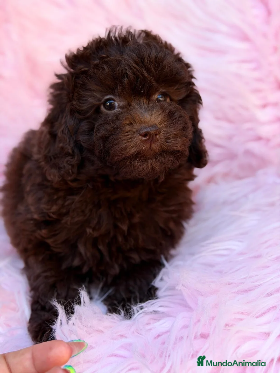 Maltipoo perros en venta: MALTIPOO CHOCOLATE  - Anuncio 4