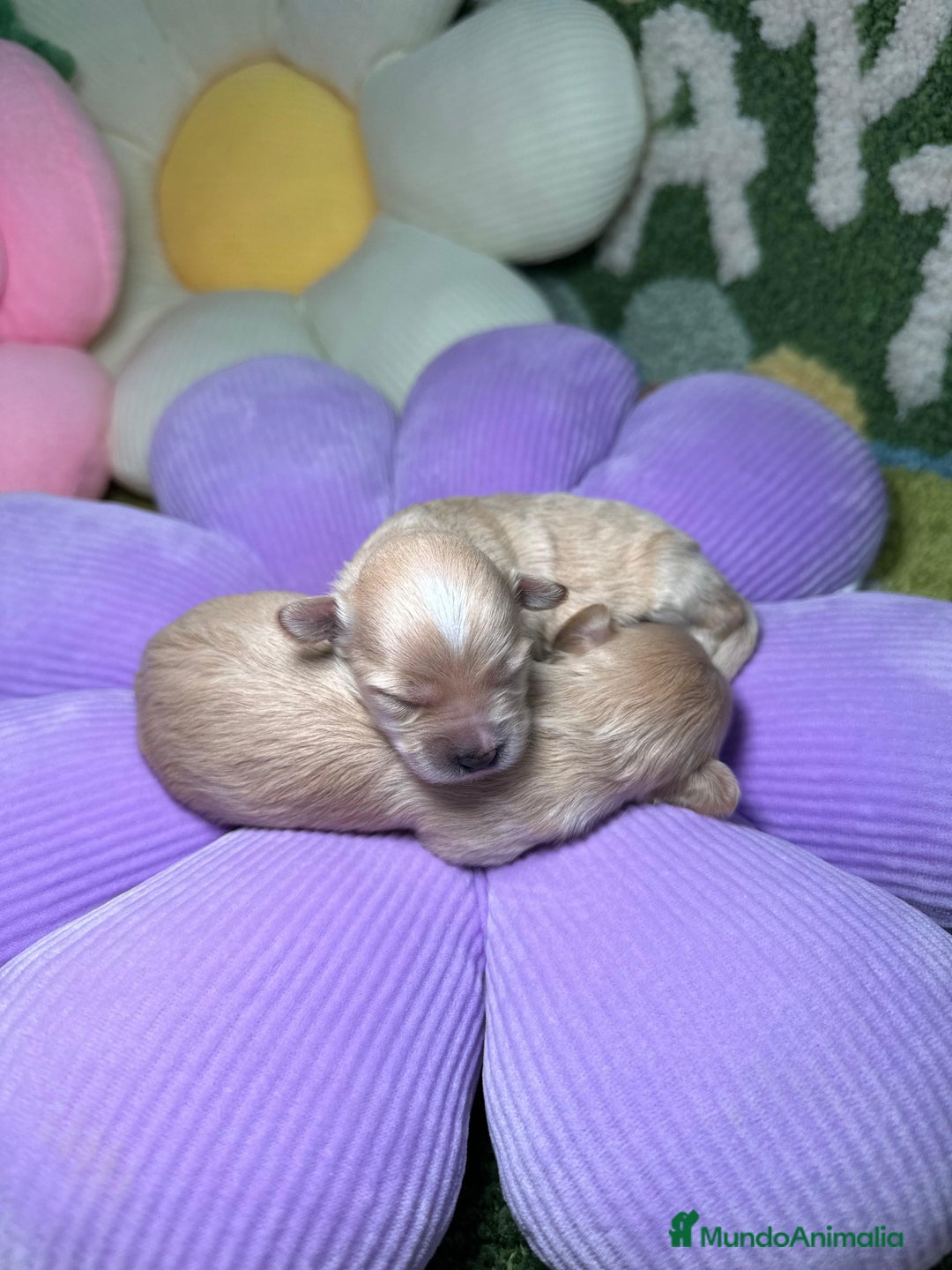 Maltipoo perros en venta: Maltipoo Mini Toy en Madrid - Imagen 2