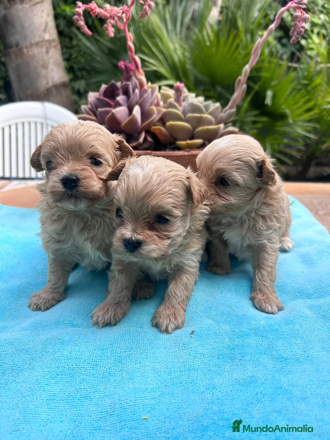 Maltipoo perros en venta: Camada cachorros raza Maltipoo en Granada - Anuncio 8