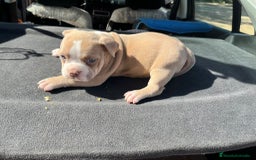 American Bully perros en venta: American bully pocket  - Imagen 14